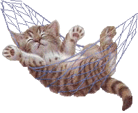 Kote v Houpaci siti.gif
