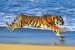 plakaty-tiger-on-a-beach-2911.jpeg