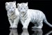 plakaty-white-tiger-cubs-3202.jpeg
