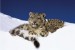 plakaty-snow-leopards-10116.jpeg